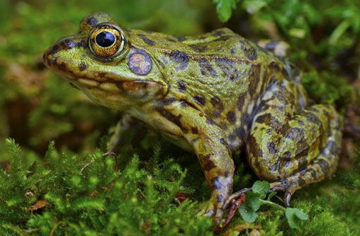 青蛙和石蛙有什么区别？