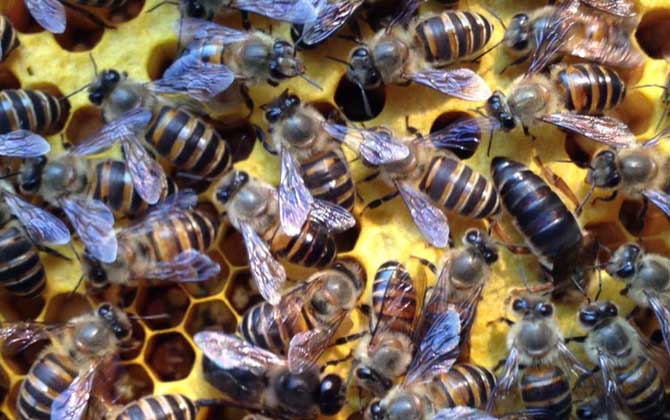 新收的蜜蜂要关几天蜂王？