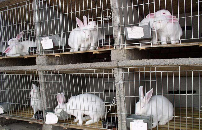 2019年养殖兔子赚钱吗