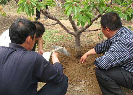 樱桃树种植