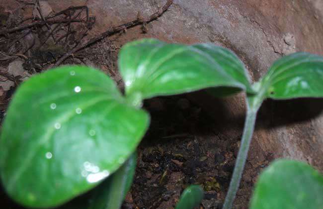 丝瓜种子价格及种植方法