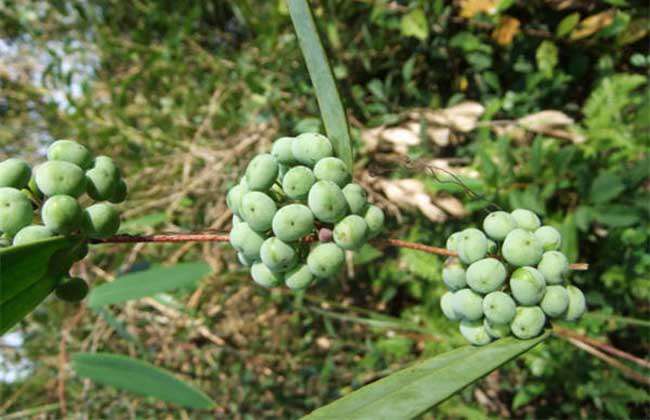 土茯苓种子价格及种植方法