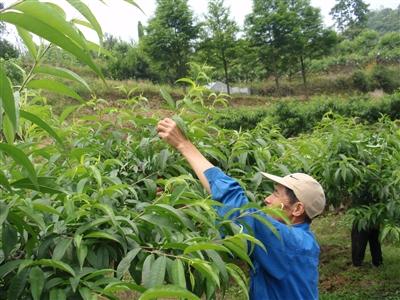 甜蜜桃怎么样种植？