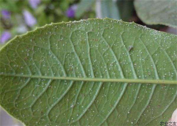 桂花种植之白粉虱的防治