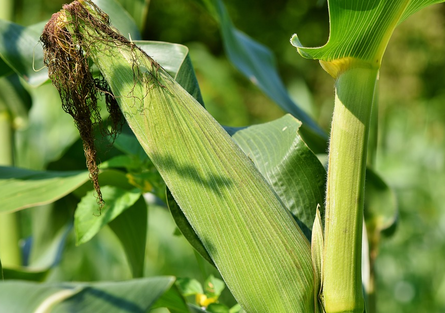 糯玉米什么时候播种 糯玉米的种植技术要点