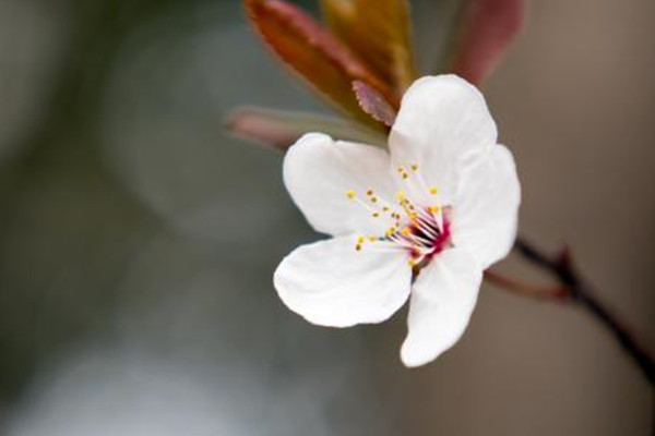 樱花开花后怎么办？