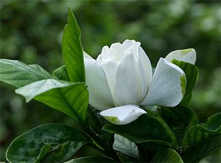 栀子花的花语传说