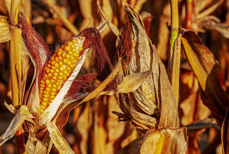 糯玉米什么时候播种 糯玉米的种植技术要点