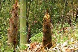 竹笋种植技术―种植管理