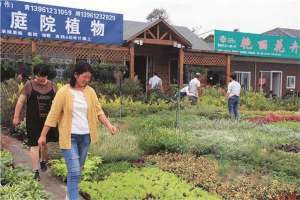 小庭院用苗市场折射绿化苗木大行情