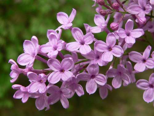 关于丁香花的传说