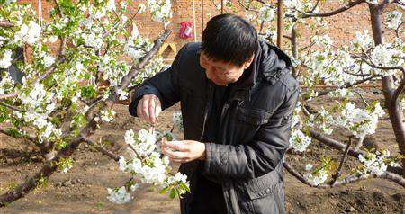 樱桃树种植