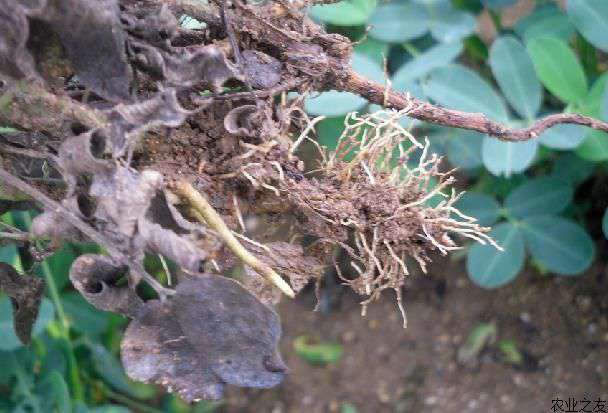 花生种植技术之烂根防治