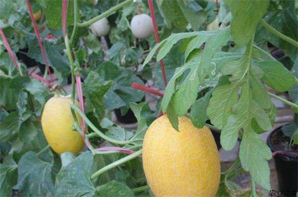 白兰瓜种植坐果率提高的方法