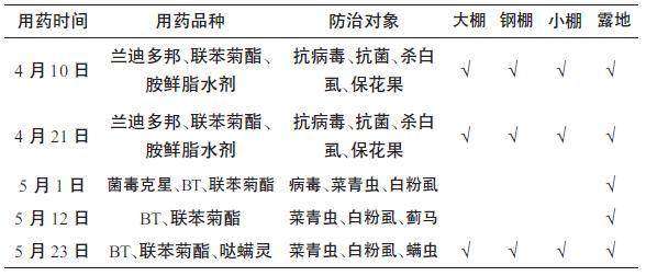 早辣椒设施栽培集中育苗和大苗带花移栽技术