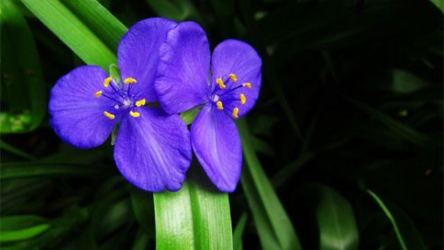 紫露草的花语和传说