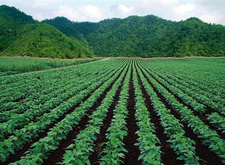 种植绿豆怎么施肥？