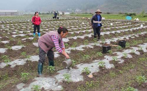 西红柿施肥现状及应对措施_西红柿