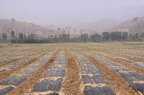 黄皮洋葱地膜覆盖高产栽培技术_黄皮洋葱 地膜栽培