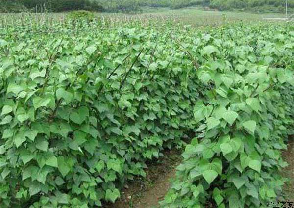 芸豆种植之需肥要点