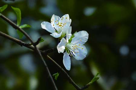 樱桃花