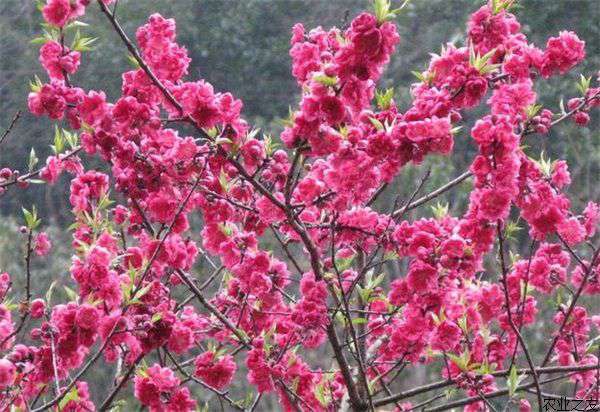 梅花种植的冬春养护