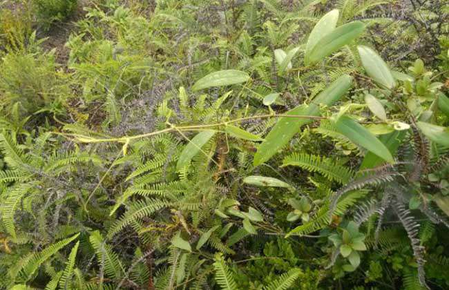 土茯苓种子价格及种植方法