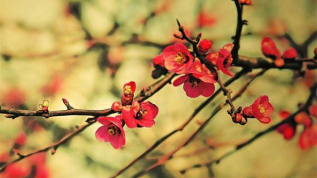 梅花一年四季都可以嫁接吗