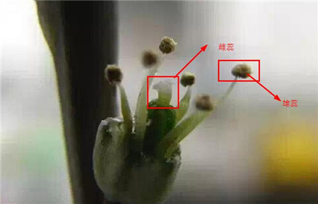 条纹十二卷的授粉方法三：分辨雄雌蕊