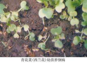 西兰花种植技术：什么是西兰花猝倒病？