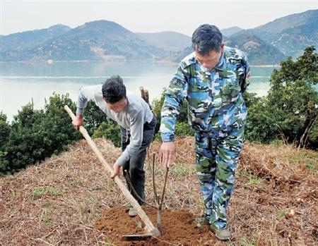 种植杨梅如何提高成活率？