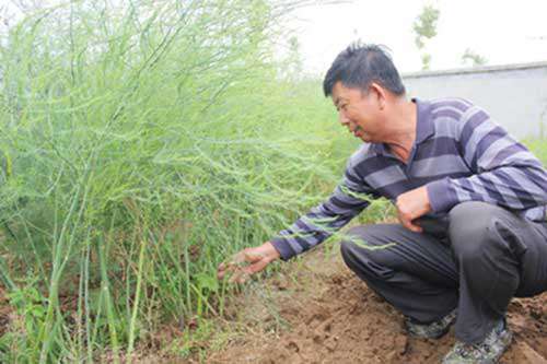 芦笋施好这四次肥 丰收无忧