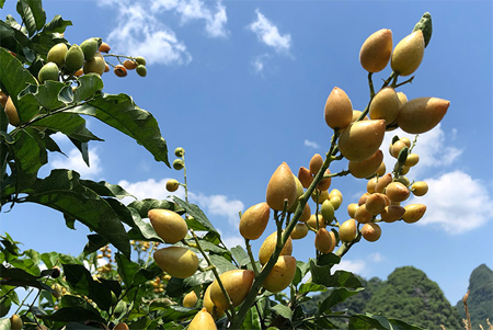 黄皮果是什么水果？黄皮果的简介文化以及图片