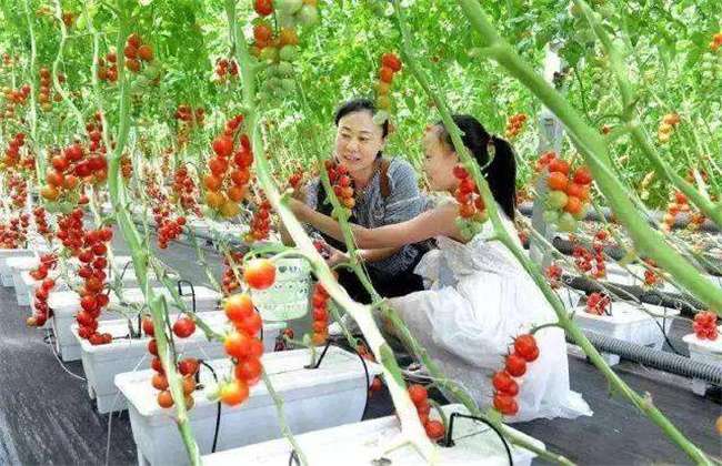 怎样无土种植西红柿