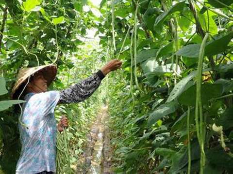 豆角怎样整枝