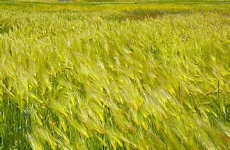 大麦的生产技术要点