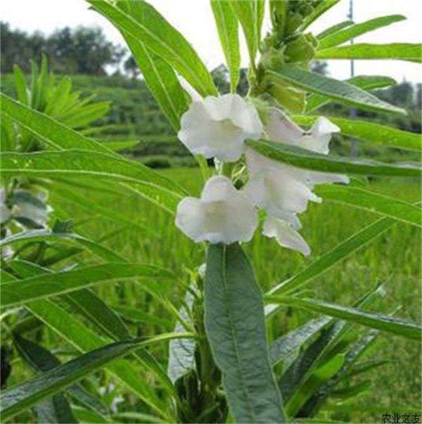 芝麻花叶病的防治措施