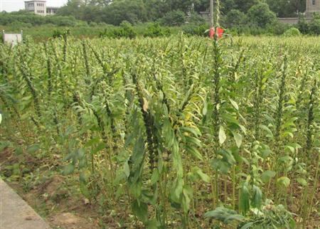 芝麻栽培技术要点