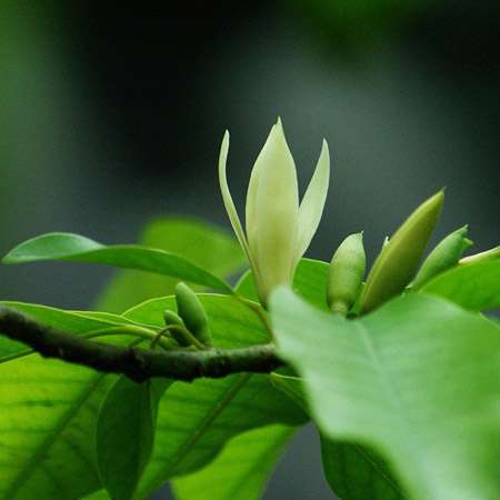 黄桷兰植株