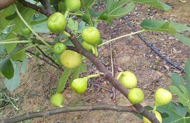 无花果苗价格及种植方法