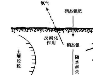 硝态氮肥为什么不宜在水稻田中施用