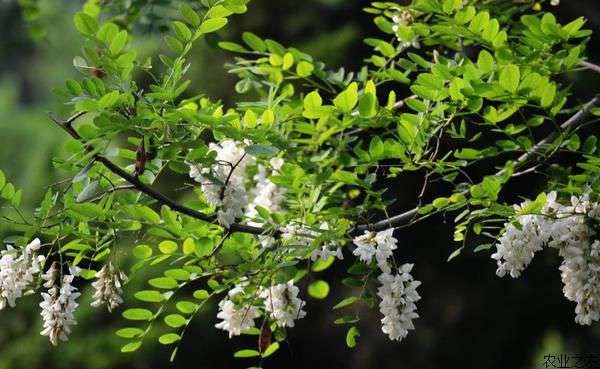 国槐移植技术6要点