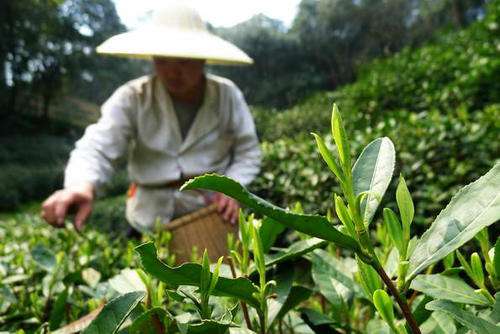 西湖龙井茶的采摘技巧