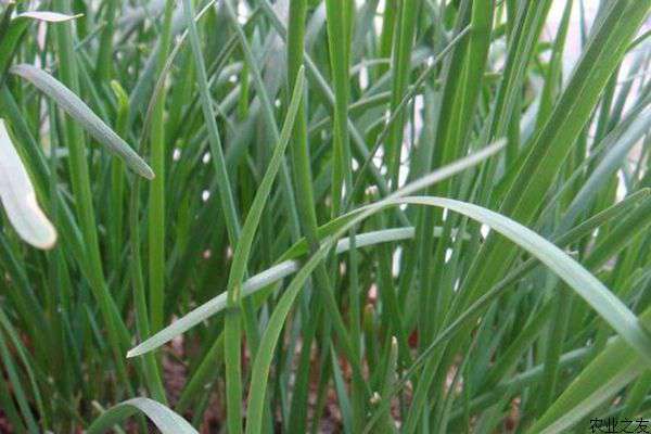 野韭菜种植技术