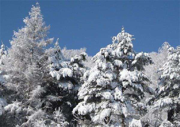 雪松灰霉病防治