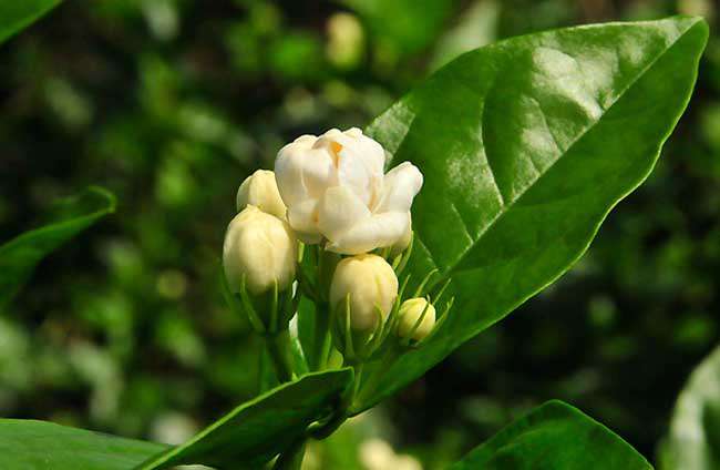 家庭茉莉花怎么养-