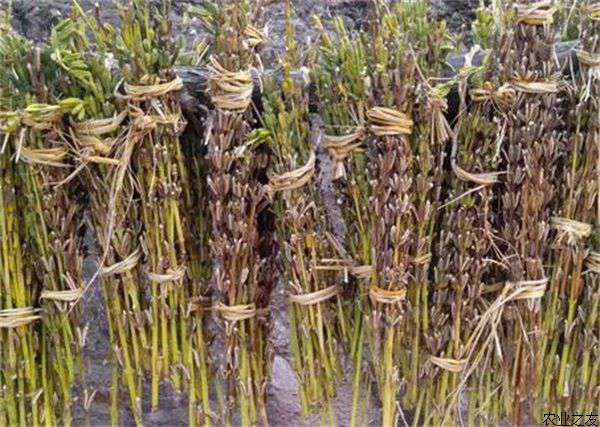 芝麻种植技术之黄花叶病防治