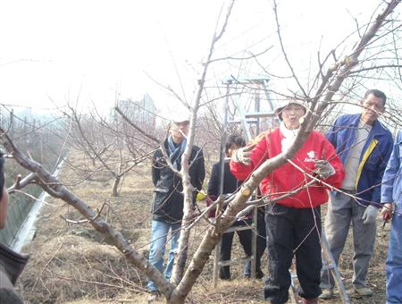 甜蜜桃怎么样种植？