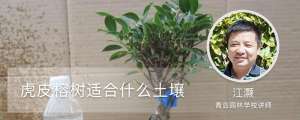 虎皮榕树适合什么土壤