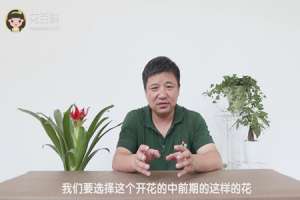 鸿运当头怎么养才红